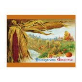 Corn and Pumpkins Vintage Thanksgiving Postcards