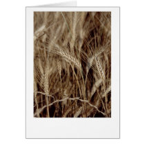Corn card by Maciej_Frolow Corn card
