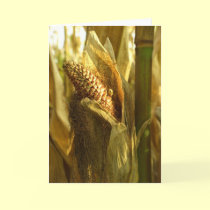 Corn close up Greetingcard