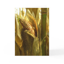 Corn close up Greetingcard
