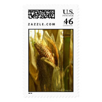 Corn close up postage postage