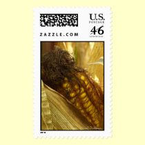 Corn close up postage postage