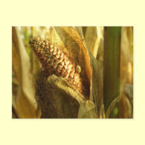 Corn close up postcard