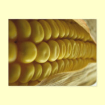 Corn close up postcard