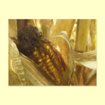 Corn close up postcard