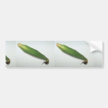 Corn cob bumper sticker