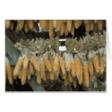Corn Crib cards