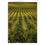 Corn field Card