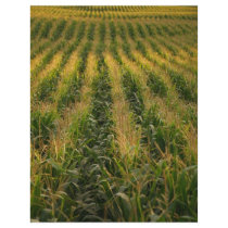 Corn field flyers