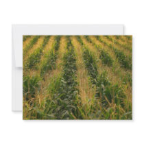 Corn field invitations