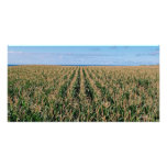 Corn field custom photo card