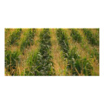 Corn field photo greeting card