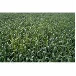 Corn field cut out