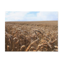 Corn Field postcards by eggraphy Corn Field postcards