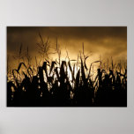 Corn field silhouettes posters