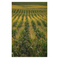 Corn field stationery