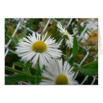 Corn Flowers fenceline cards by jiveafro Corn Flowers fenceline cards