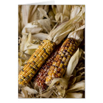 Corn Harvest cards by ChildressPhotography Corn Harvest cards