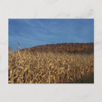 Corn in fall post cards