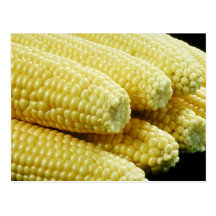 Corn on the Cob Post Cards