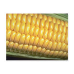 Corn on the cob post card