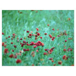 Corn poppies (Papaver Rhoeas) flyers
