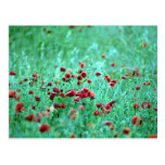 Corn poppies (Papaver Rhoeas) Post Card