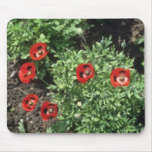 Corn Poppy (Papaver Rhoeas) flowers Mousepads