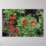 Corn Poppy (Papaver Rhoeas) flowers Poster