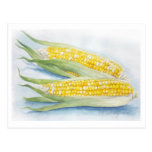 Corn Postcard