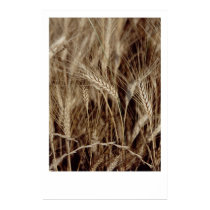 Corn posters