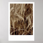 Corn posters