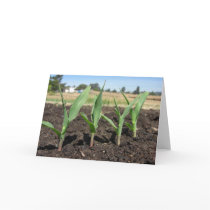 Corn Shoots cards by wingedturtle Corn Shoots cards
