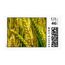 Corn stamp by Rett13 Corn stamp