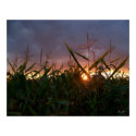Corn Sunset  - Print