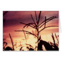 Corn Tassels at Sunset cards
