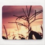 Corn Tassels at Sunset Mouse Pads