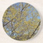 Cornelian Cherry Dogwood and Blue Sky Coaster