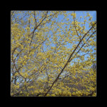 Cornelian Cherry Dogwood and Blue Sky Magnet