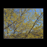 Cornelian Cherry Dogwood and Blue Sky Postcard