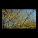 Cornelian Cherry Dogwood and Blue Sky Print