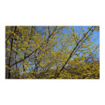 Cornelian Cherry Dogwood and Blue Sky Print