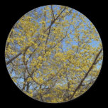 Cornelian Cherry Dogwood and Blue Sky Sticker