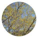 Cornelian Cherry Dogwood and Blue Sky Sticker