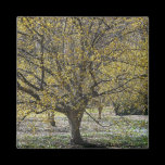 Cornelian Cherry Dogwood Magnet