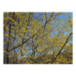Cornelian Cherry Dogwood Photo Print