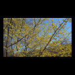 Cornelian Cherry Dogwood Photo Print