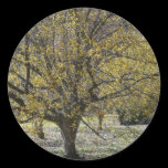 Cornelian Cherry Dogwood Sticker