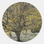 Cornelian Cherry Dogwood Sticker