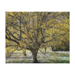 Cornelian Cherry Dogwoods Canvas Print
